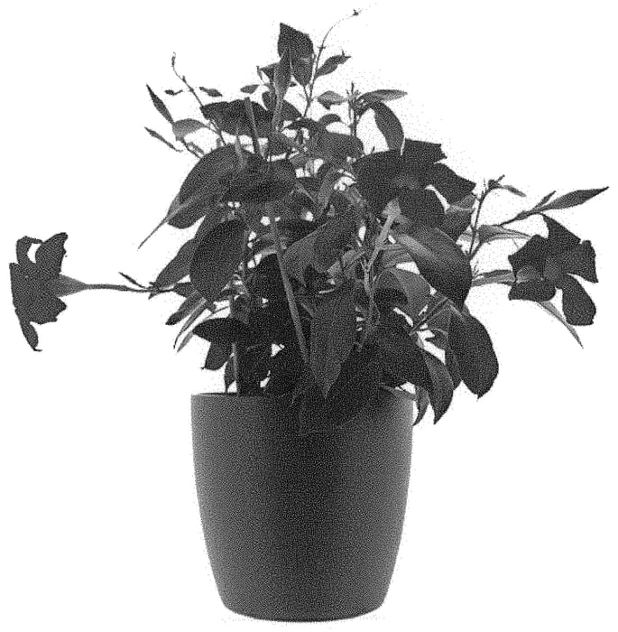Figure 1 of US plant patent PP31613, the photograph of Inmanburg printed in the patent.
