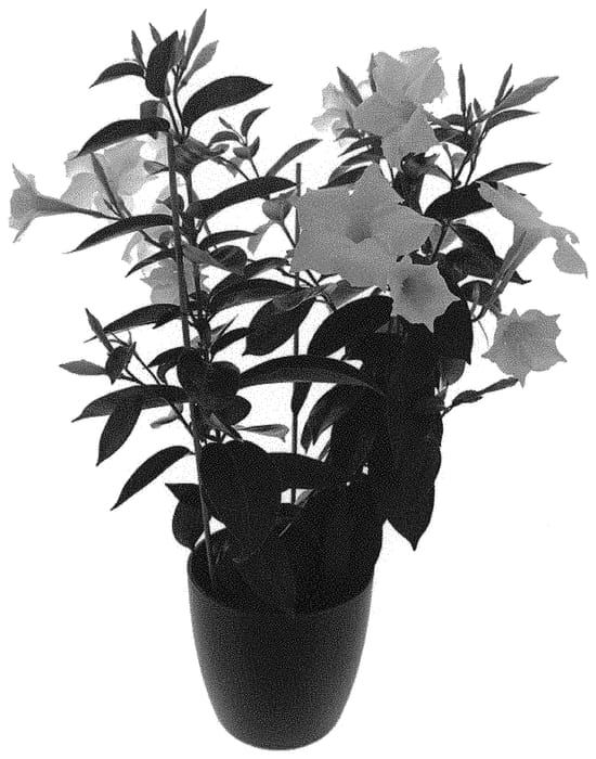 Figure 1 of US plant patent PP31614, the photograph of Inmanbepol printed in the patent.