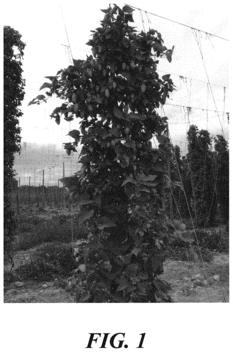 Figure 1 of US plant patent PP31615, the photograph of HBC 586 printed in the patent.