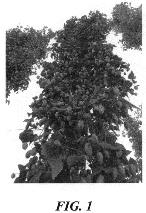 Figure 1 of US plant patent PP31616, the photograph of HBC 353 printed in the patent.