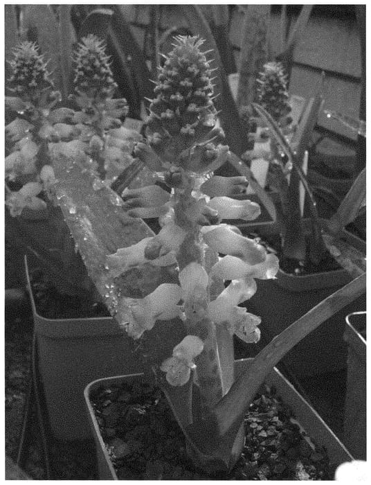 Figure 1 of US plant patent PP31617, the photograph of Josephine printed in the patent.