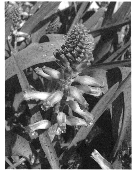 Figure 1 of US plant patent PP31618, the photograph of Aqua Lady printed in the patent.