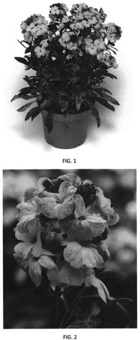 Figure 1 of US plant patent PP31619, the photograph of ERFZ0007 printed in the patent.