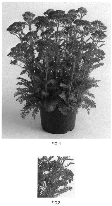Figure 1 of US plant patent PP31620, the photograph of FLORACHRO1 printed in the patent.