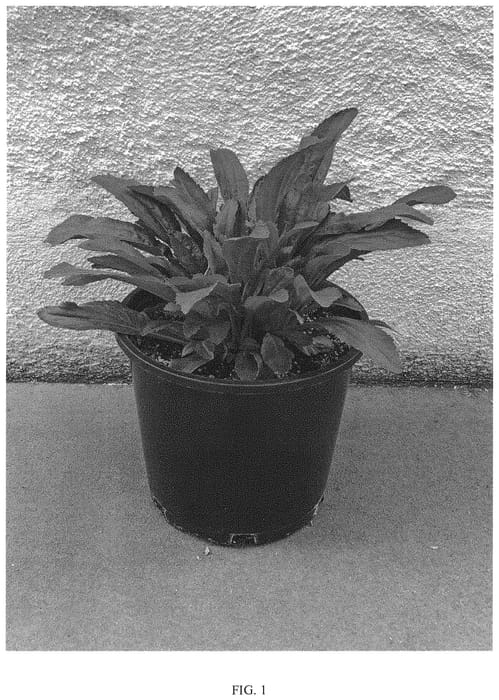 Figure 1 of US plant patent PP31621, the photograph of Real Snowball printed in the patent.