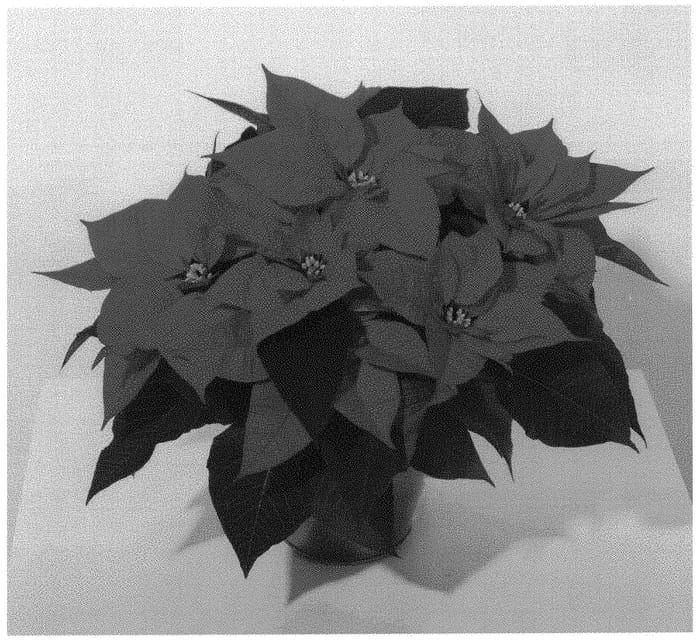 Figure 1 of US plant patent PP31622, the photograph of Realsplen printed in the patent.