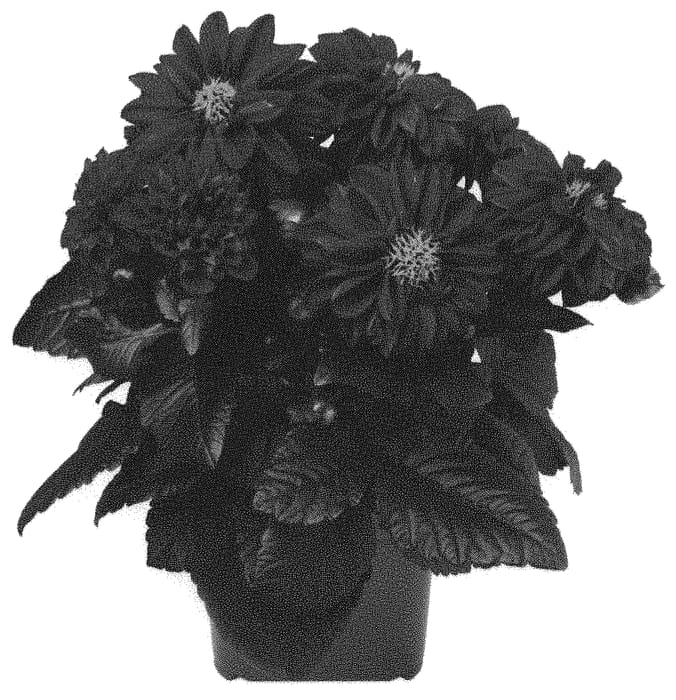 Figure 1 of US plant patent PP31623, the photograph of Dodahtempreviol printed in the patent.