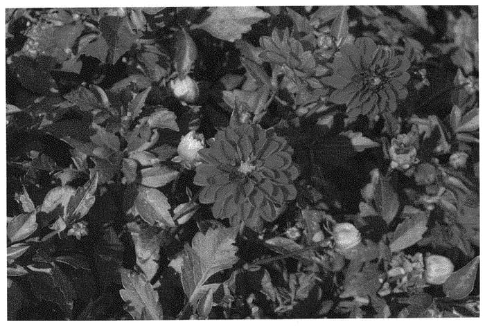 Figure 1 of US plant patent PP31624, the photograph of KLEDH18110 printed in the patent.