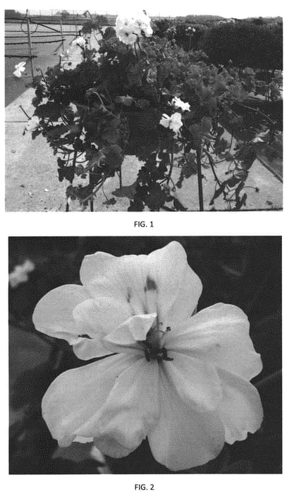 Figure 1 of US plant patent PP31625, the photograph of PEQZ0069 printed in the patent.