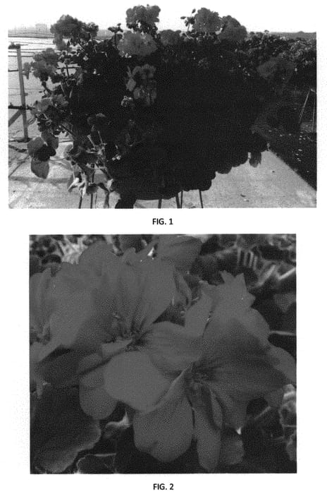 Figure 1 of US plant patent PP31626, the photograph of PECZ0017 printed in the patent.