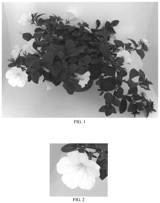 Figure 1 of US plant patent PP31627, the photograph of Balcushite printed in the patent.
