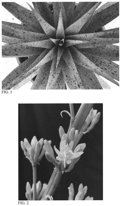 Figure 1 of US plant patent PP31628, the photograph of Jumping Jacks printed in the patent.
