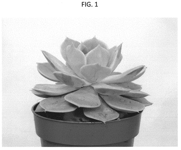 Figure 1 of US plant patent PP31629, the photograph of TSAECH1708 printed in the patent.