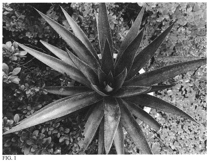 Figure 1 of US plant patent PP31630, the photograph of Painted Desert printed in the patent.