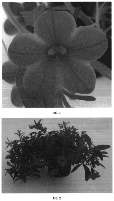 Figure 1 of US plant patent PP31631, the photograph of CBRZ0015 printed in the patent.