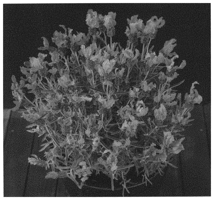 Figure 1 of US plant patent PP31632, the photograph of FW Radiance printed in the patent.