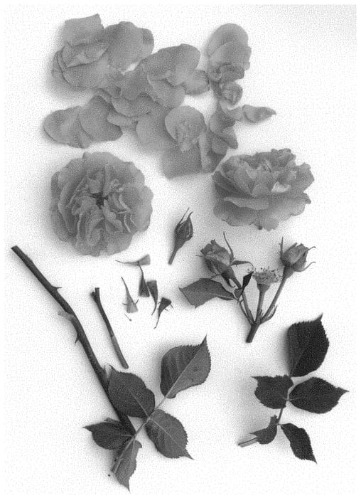 Figure 1 of US plant patent PP31633, the photograph of Poulpal074 printed in the patent.