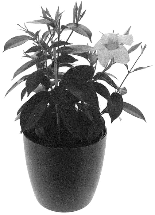 Figure 1 of US plant patent PP31635, the photograph of Inmanpijew printed in the patent.