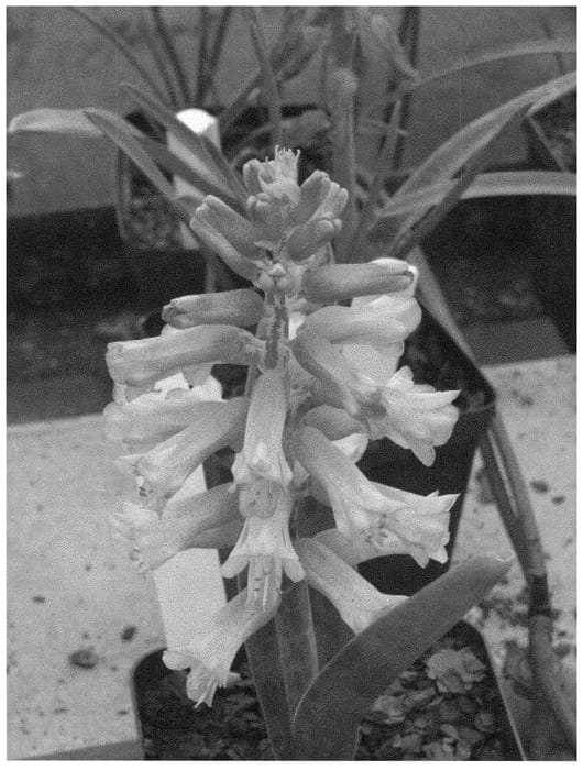 Figure 1 of US plant patent PP31636, the photograph of Riana printed in the patent.