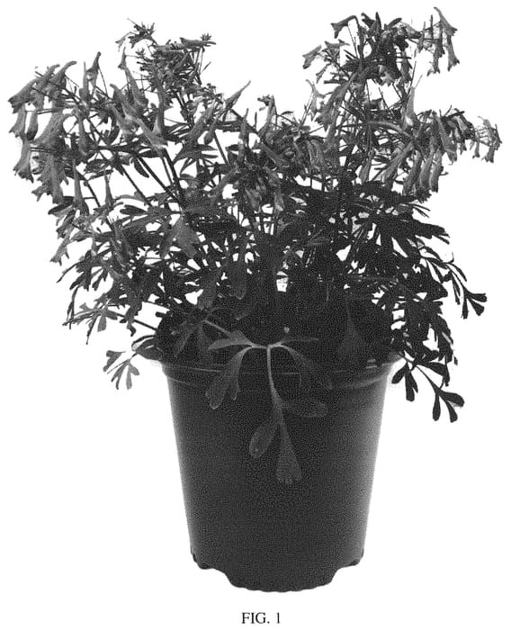 Figure 1 of US plant patent PP31637, the photograph of Porcelain Blue printed in the patent.