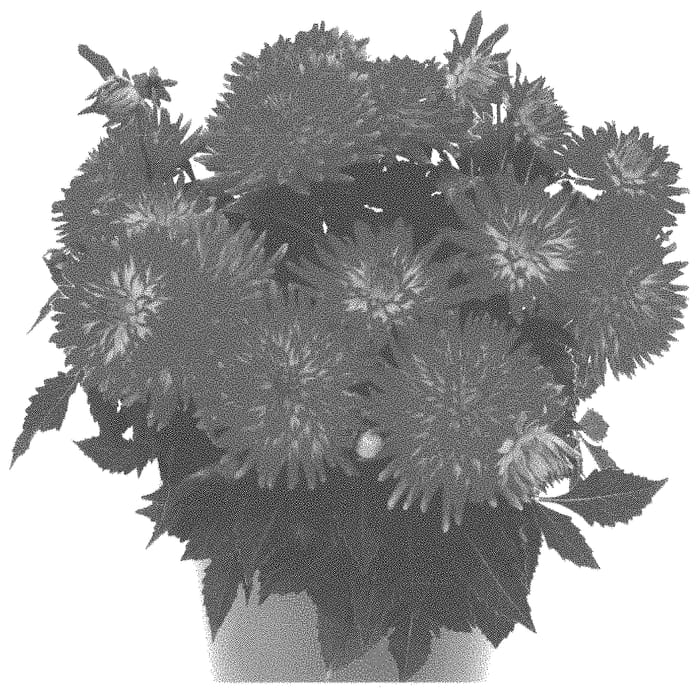 Figure 1 of US plant patent PP31638, the photograph of Dodahhypicar printed in the patent.