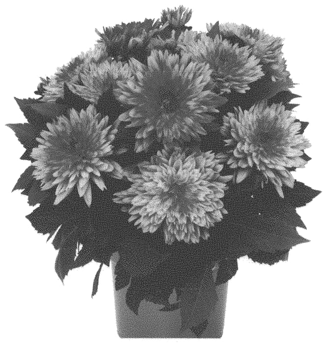 Figure 1 of US plant patent PP31639, the photograph of Dodahhypelpin printed in the patent.