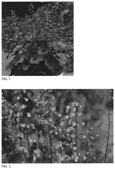 Figure 1 of US plant patent PP31640, the photograph of Grape Timeless printed in the patent.