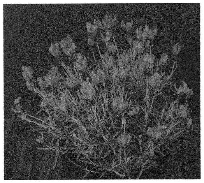 Figure 1 of US plant patent PP31641, the photograph of FW Spellbound printed in the patent.