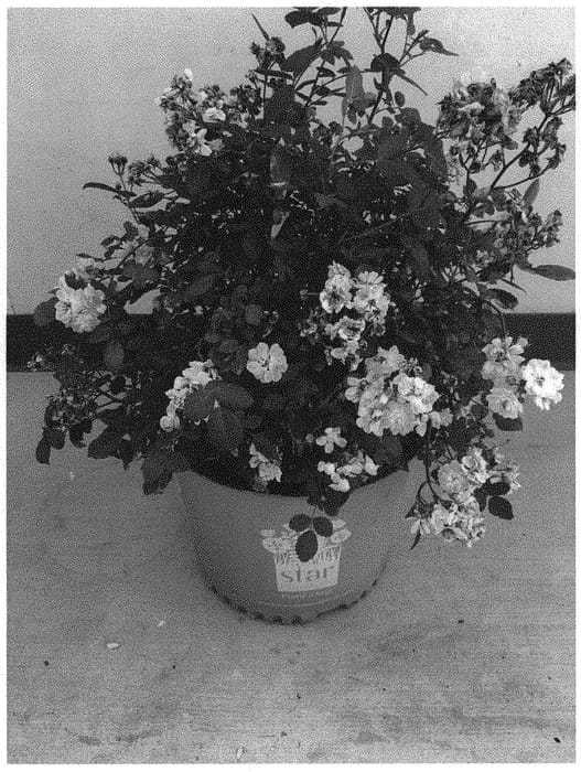 Figure 1 of US plant patent PP31642, the photograph of Zlepolthree printed in the patent.