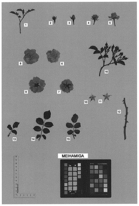Figure 1 of US plant patent PP31643, the photograph of MEIHAMIGA printed in the patent.