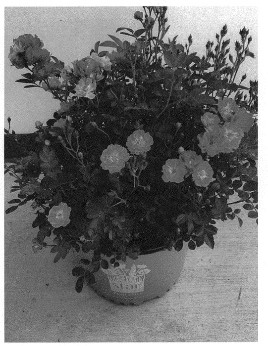 Figure 1 of US plant patent PP31644, the photograph of Zlepolone printed in the patent.