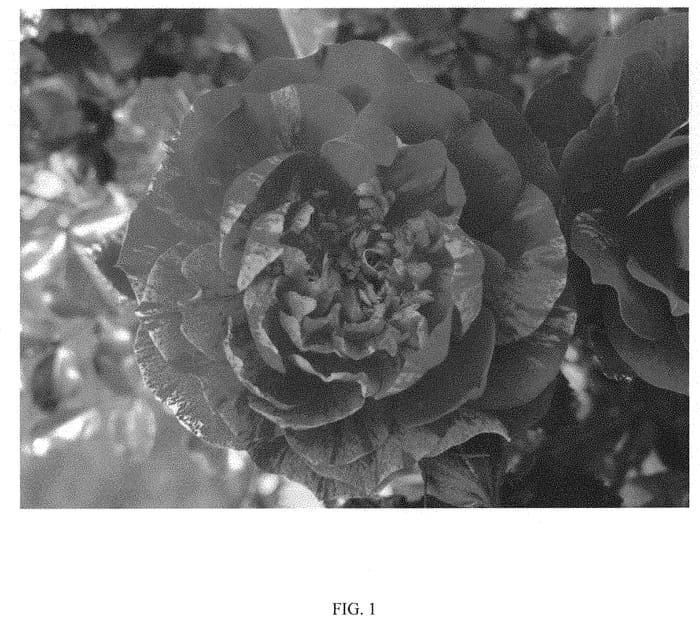 Figure 1 of US plant patent PP31645, the photograph of Sproulsun printed in the patent.