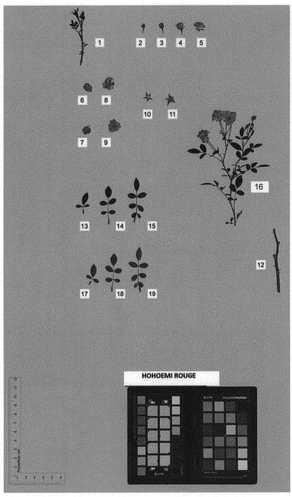 Figure 1 of US plant patent PP31646, the photograph of HOHOEMI ROUGE printed in the patent.