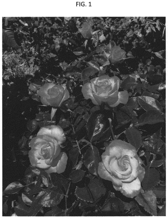 Figure 1 of US plant patent PP31647, the photograph of GRAflr printed in the patent.