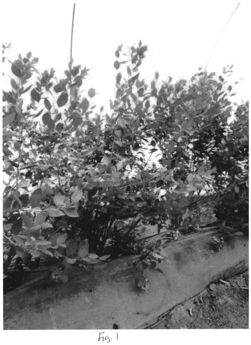 Figure 1 of US plant patent PP31648, the photograph of BB06-126VC-4 printed in the patent.