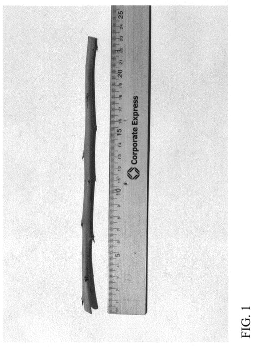 Figure 1 of US plant patent PP31649, the photograph of DrisBlueEighteen printed in the patent.