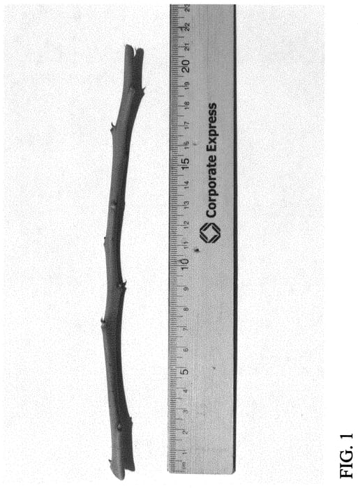 Figure 1 of US plant patent PP31650, the photograph of DrisBlueSeventeen printed in the patent.