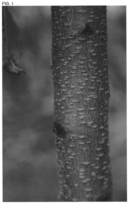 Figure 1 of US plant patent PP31651, the photograph of NSRED14262 printed in the patent.