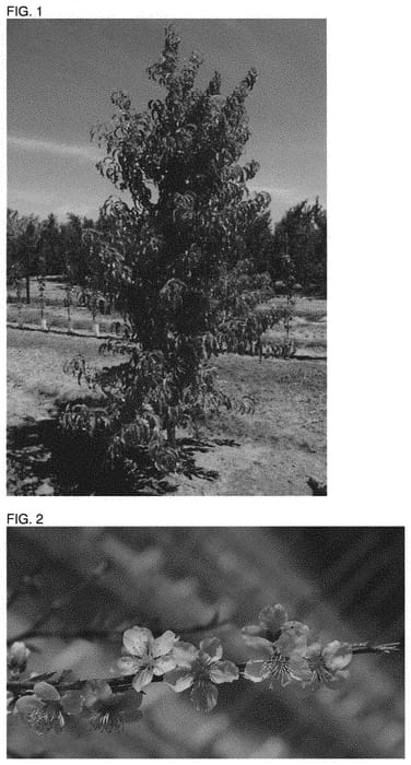 Figure 1 of US plant patent PP31652, the photograph of PBRO15170 printed in the patent.