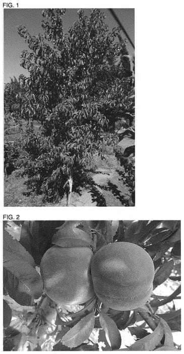 Figure 1 of US plant patent PP31653, the photograph of PBRO16168 printed in the patent.
