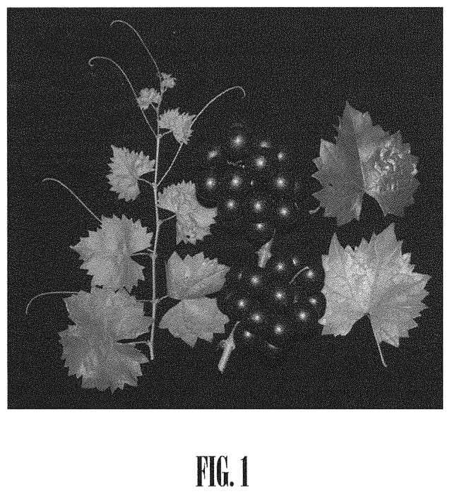 Figure 1 of US plant patent PP31654, the photograph of Floriana printed in the patent.
