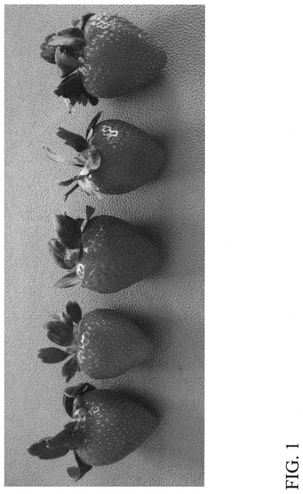 Figure 1 of US plant patent PP31655, the photograph of DrisStrawSeventyEight printed in the patent.