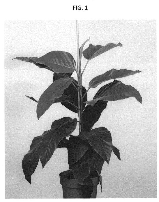Figure 1 of US plant patent PP31656, the photograph of ESFIBU1802 printed in the patent.