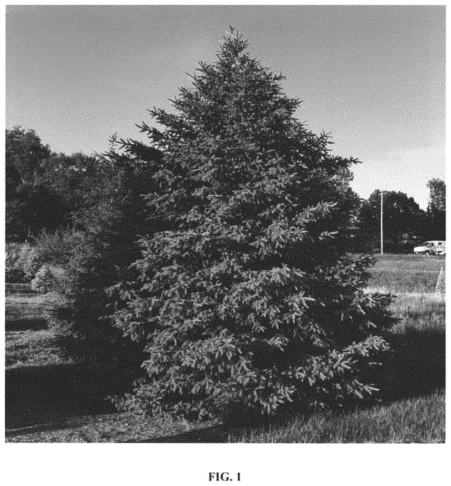 Figure 1 of US plant patent PP31657, the photograph of Charlie J. Nickel printed in the patent.