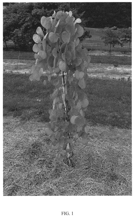 Figure 1 of US plant patent PP31658, the photograph of NC2015-12 printed in the patent.