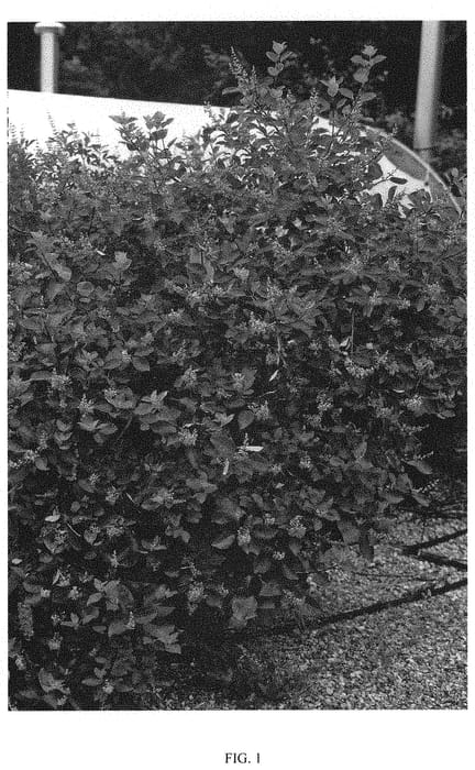 Figure 1 of US plant patent PP31659, the photograph of DAVID SEARLE printed in the patent.