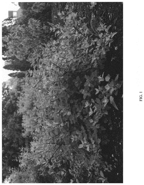 Figure 1 of US plant patent PP31660, the photograph of HELEN FROEHLICH printed in the patent.