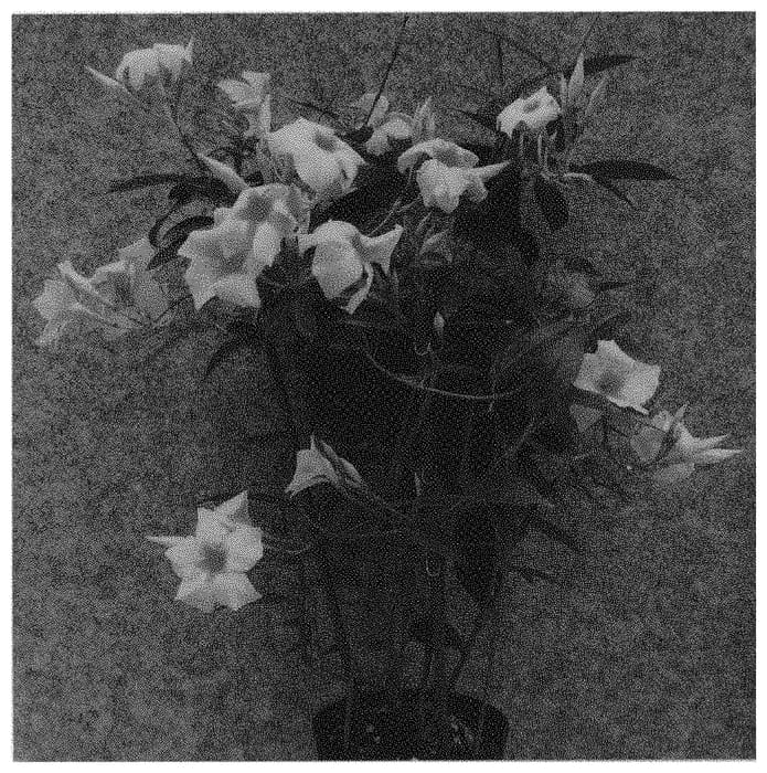 Figure 1 of US plant patent PP31661, the photograph of Sunpa 2671 printed in the patent.