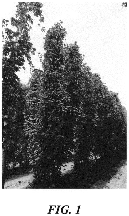 Figure 1 of US plant patent PP31662, the photograph of HBC 630 printed in the patent.