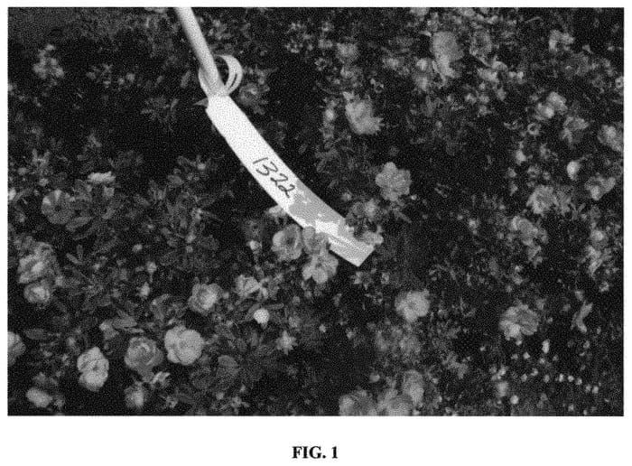 Figure 1 of US plant patent PP31663, the photograph of Jefmarm printed in the patent.